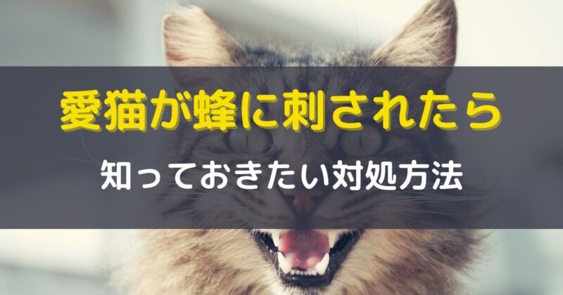 猫が蜂に刺された時の対処方法